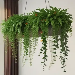 hanging plants png