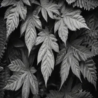 leaves black and white