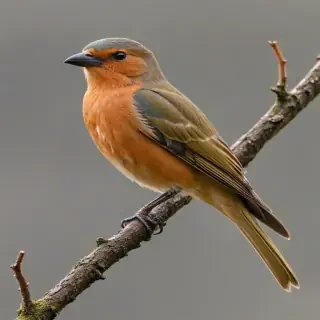 bird pngs