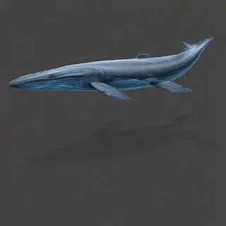 blue whale png