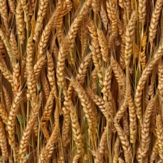 wheat png