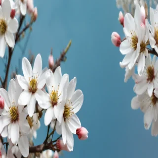 spring wallpaper phone