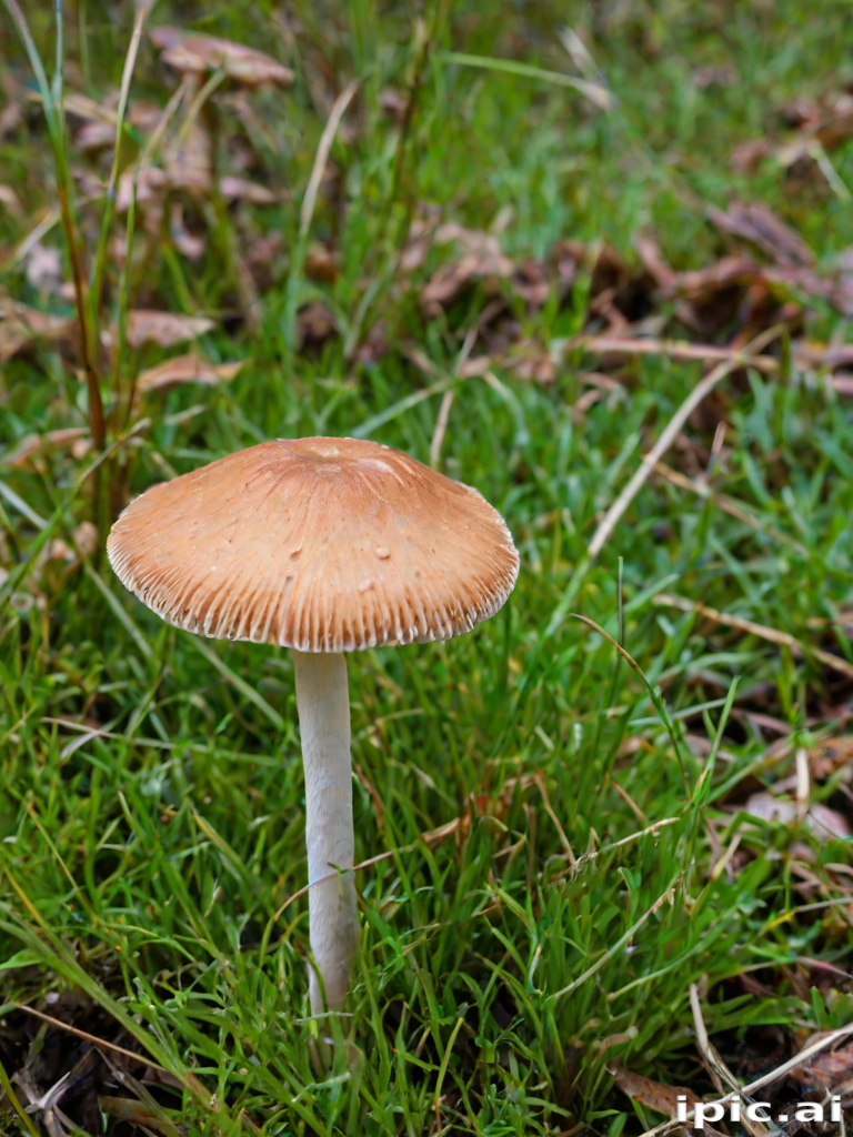 thin stemmed mushroom