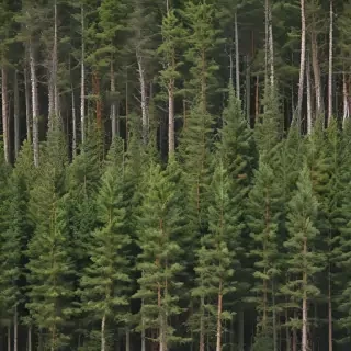 pine trees png
