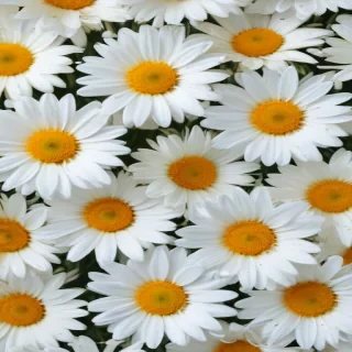 daisy background