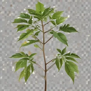 plant transparent