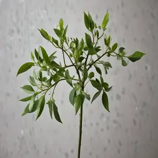mistletoe png