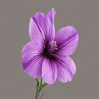 purple flower png