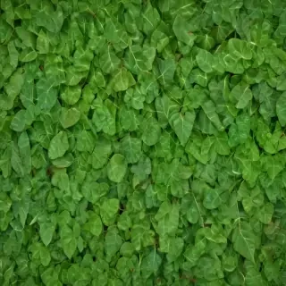 green leaf background