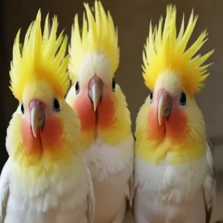 cockatiels