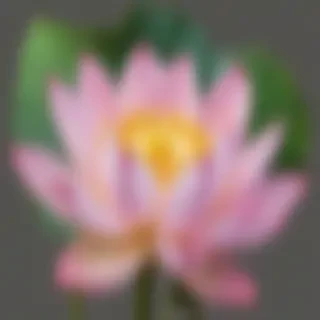 lotus flower png
