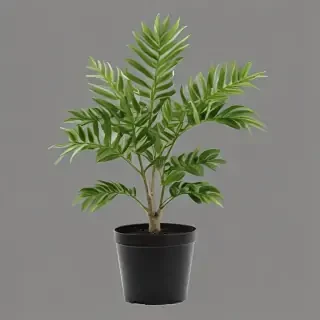 plant transparent background