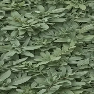 aesthetic sage green