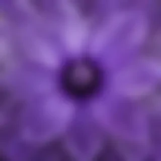 transparent purple flower