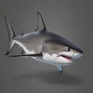 shark png