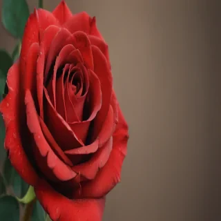red rose.png