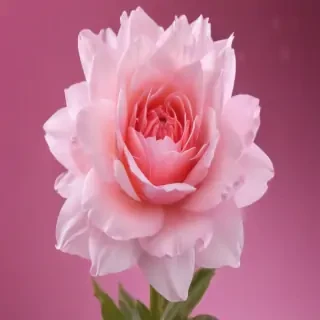 girly pink wallpaper iphone