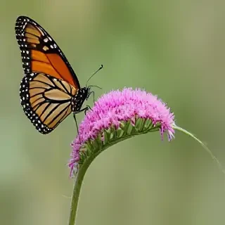 caterpillar to butterfly