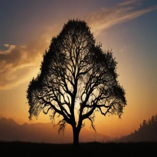 trees silhouette png