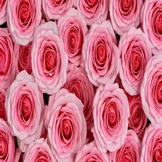 roses background