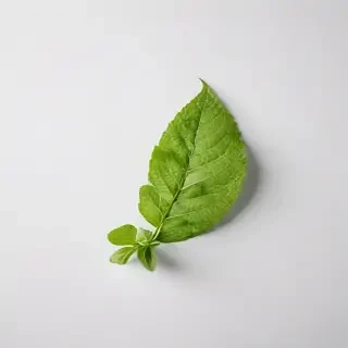 green on white background