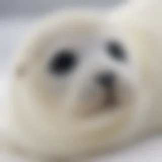 baby seal
