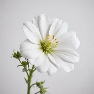 white background flower