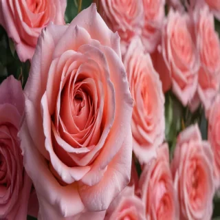 rose wallpaper 4k