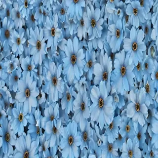 blue flower wallpaper aesthetic