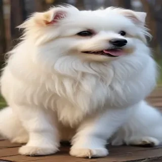 bolognese dog breed