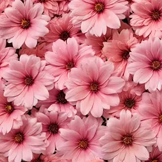 aesthetic flower background
