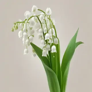 lily of the valley png