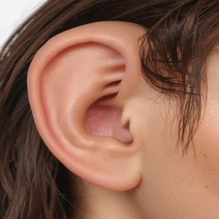 ears png