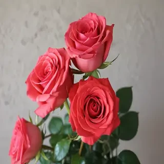 roses in background