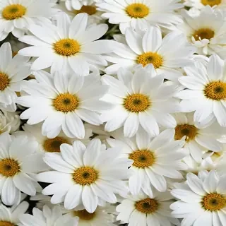 white flowers wallpaper iphone