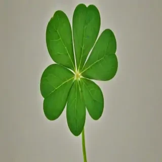 clover png