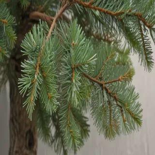 pine tree transparent