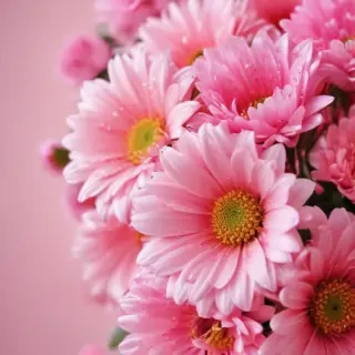cute flower wallpapers