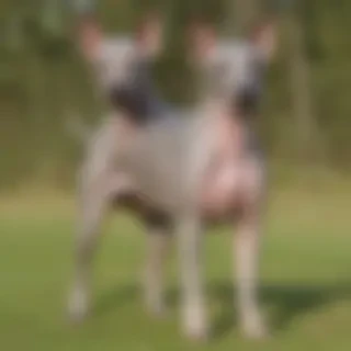 american hairless terrier