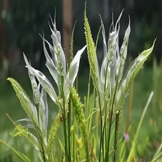 transparent plants