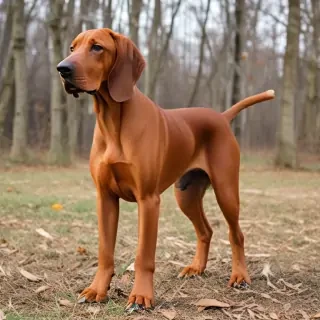 redbone coonhound