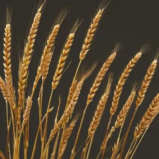 wheat png