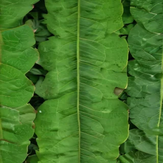 leaf background green
