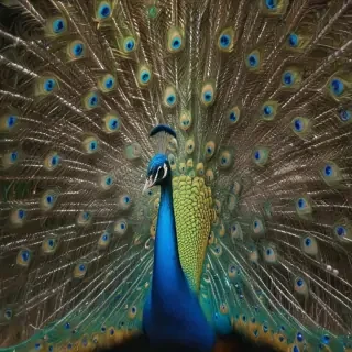 peacock png