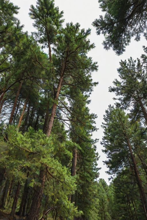 pine trees png