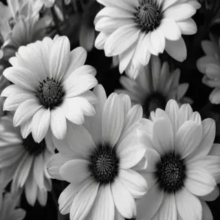black and white flower background