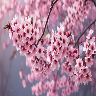 cherry blossom backgrounds
