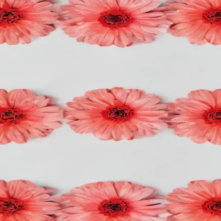 white background with flowers