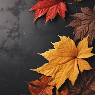 autumn iphone wallpaper