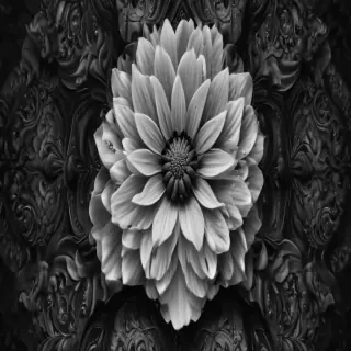 black and white wallpaper iphone